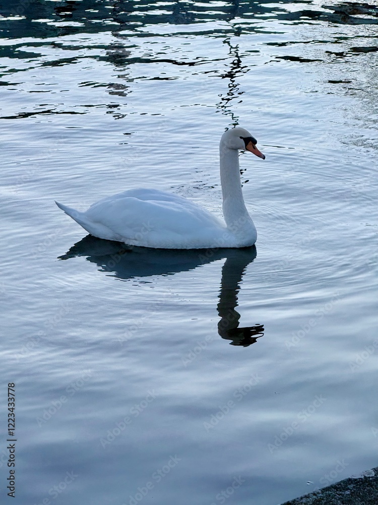 Fototapeta premium swan on the lake