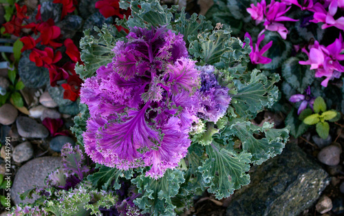 purple kale with cyclamen photo