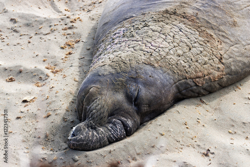 Large male elephant seal sleeping on the sandy beach during molting season at Piedras Blancas Marine Reserve photo