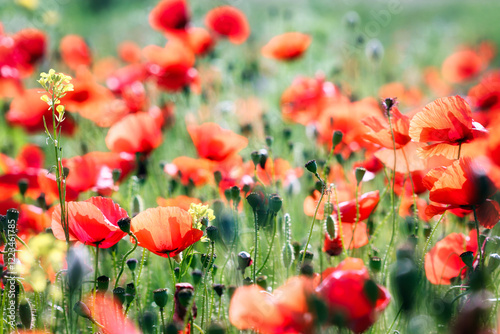 Poppies flower spring season nature background photo