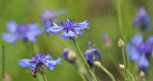 Blue cornflower (Centaurea cyanus) blooms in the field