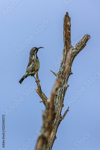 Amethyst Sunbird  female standing on a branch isolated in blue sky in Greater Kruger National park, South Africa ; Specie Chalcomitra amethystina family of Nectariniidae photo