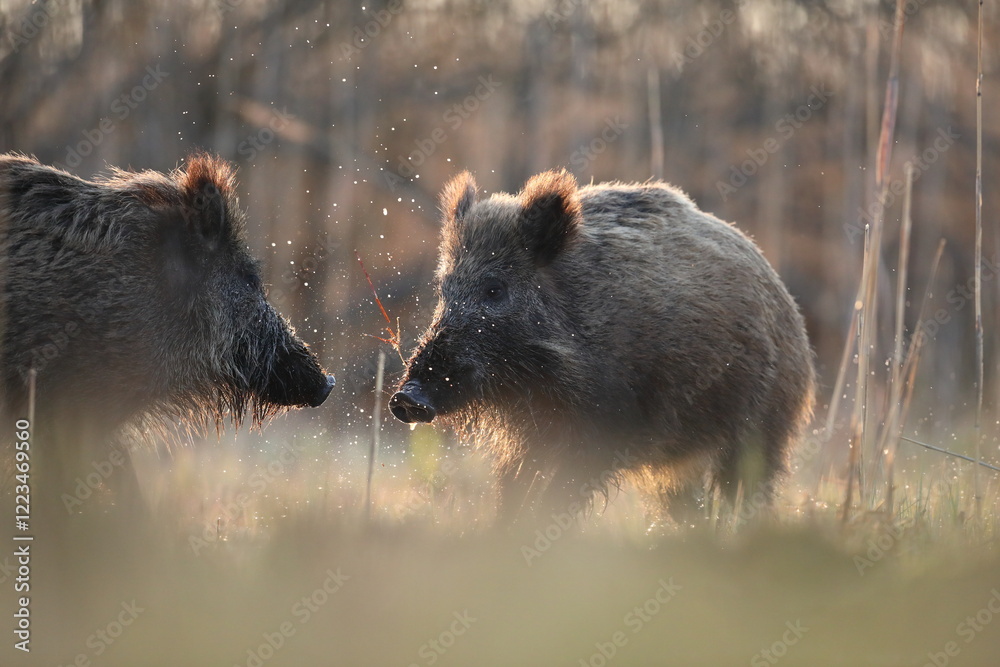 Dzik euroazjatycki, dzik, (Sus scrofa)