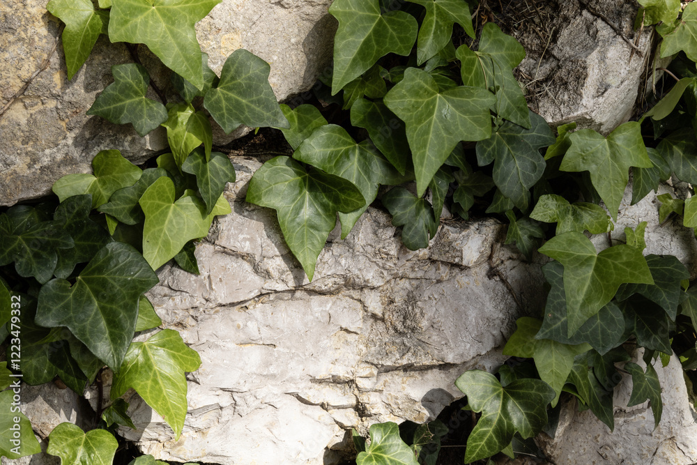 Textured gray stone background with green lush bush of decorative garden ivy growing from the rock cracks. Nature power, retreat, text or product placement Textured gray stone background with green lush bush of decorative garden ivy growing from the rock cracks. Nature power, retreat, text or product placement