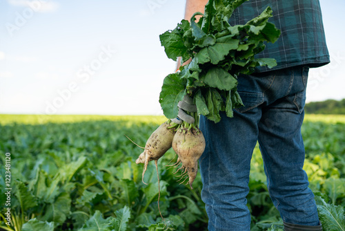 Man farmer in agricultural field holding sugar beet in agricultural field, close-up. Working on farm, Growing plants, rich crop