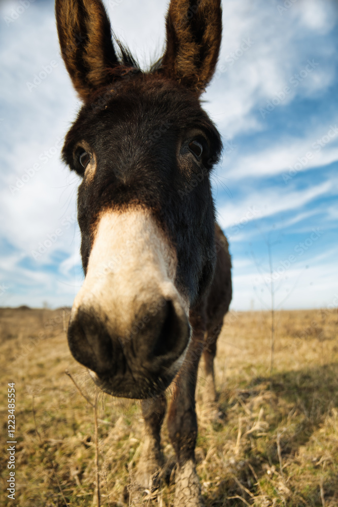 Confident donkey posing calmly in a sunlit meadow, embracing the tranquility of rural life Confident donkey posing calmly in a sunlit meadow, embracing the tranquility of rural life