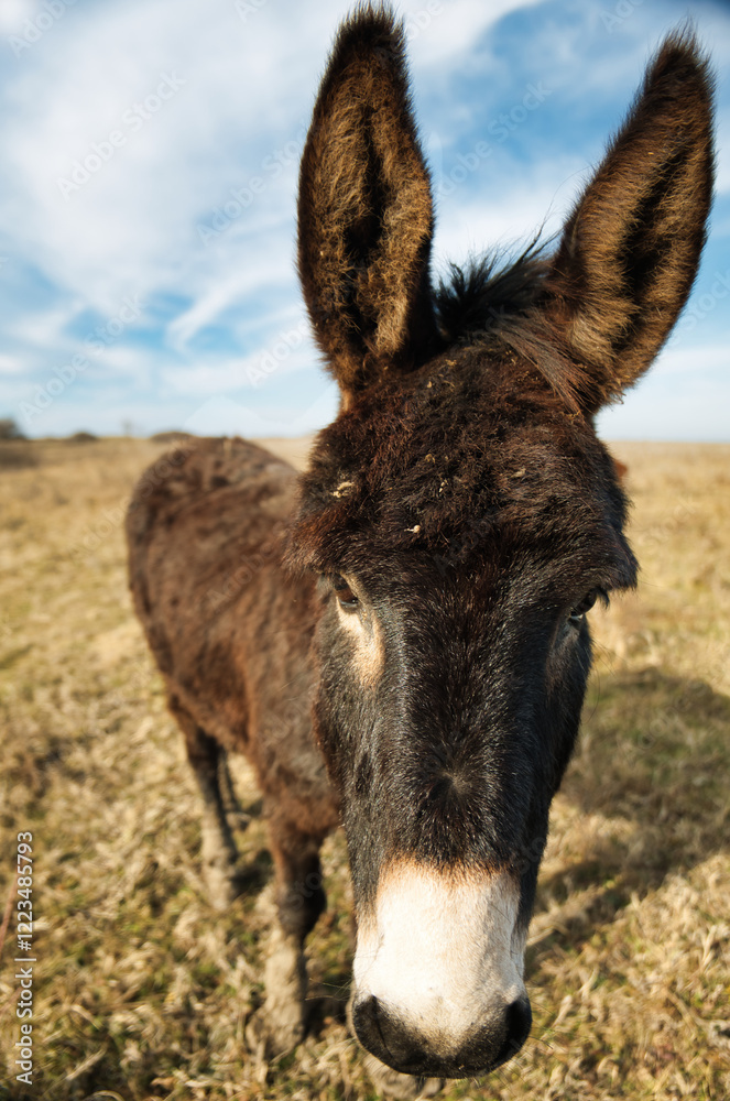 Confident donkey posing calmly in a sunlit meadow, embracing the tranquility of rural life Confident donkey posing calmly in a sunlit meadow, embracing the tranquility of rural life