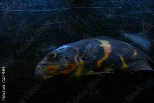 Oscar fish (Astronotus ocellatus) in aquarium or fish tank with scraped glass surface. Side view of tiger oscar, velvet cichlid, marble cichlid photo