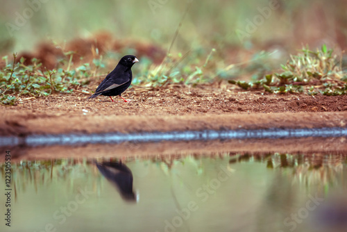 Dusky Indigobird standing along waterhole in Greater Kruger National park, South Africa ; Specie Vidua funerea family of  Viduidae photo