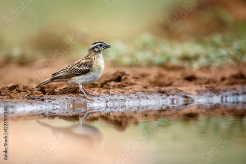  Eastern Paradise-Whydah female ground level along waterhole in Greater Kruger National park, South Africa ; Specie Vidua paradisaea family of Viduidae photo