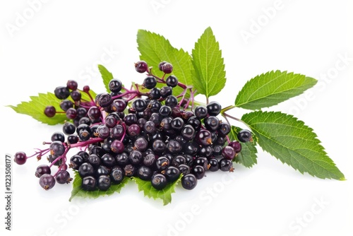 A vibrant cluster of fresh elderberries with rich black hues resting on lush green leaves against a clean white background in natural lighting isolated on transparent background