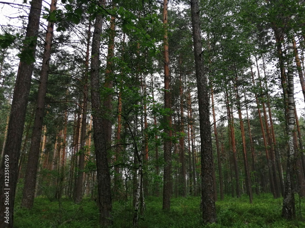 Obraz premium trees in the woods