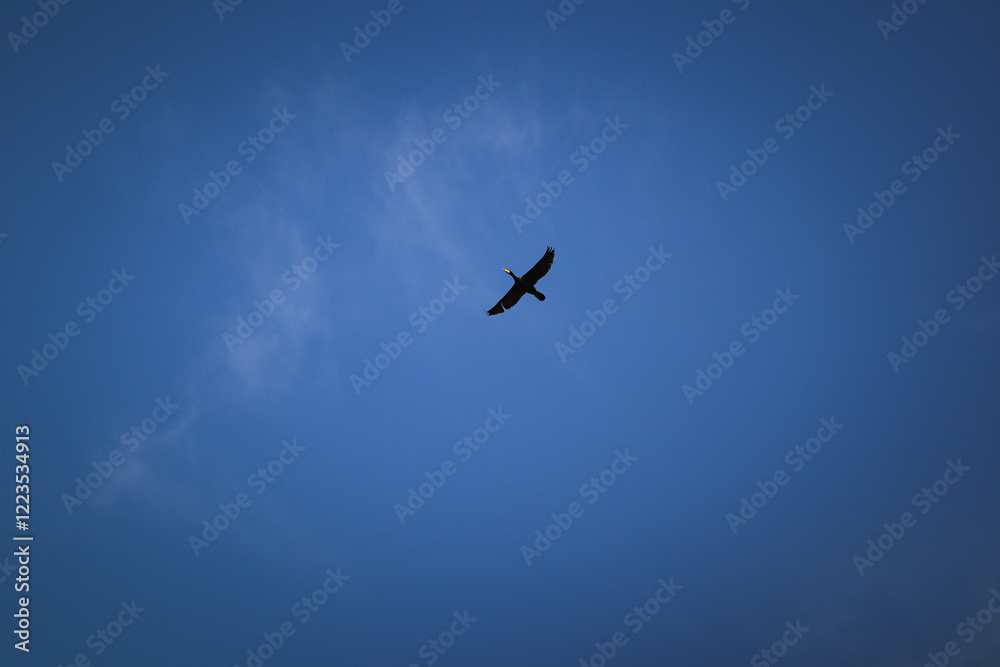 A bird soaring high in the sky, its wings outstretched against a backdrop of soft, fluffy clouds and a clear blue sky. The bird is captured mid-flight, gliding effortlessly through the open air A bird soaring high in the sky, its wings outstretched against a backdrop of soft, fluffy clouds and a clear blue sky. The bird is captured mid-flight, gliding effortlessly through the open air