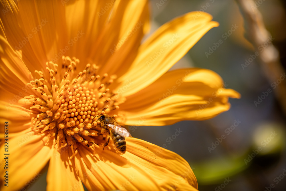 A close-up of a bee perched on a vibrant flower, collecting nectar. The intricate details of the bee’s fuzzy body, delicate wings, and pollen-covered legs are visible against the colorful petals A close-up of a bee perched on a vibrant flower, collecting nectar. The intricate details of the bee’s fuzzy body, delicate wings, and pollen-covered legs are visible against the colorful petals