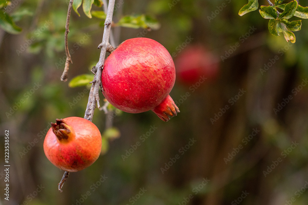 A close-up of ripe pomegranates hanging on a tree branch, their bright red skin slightly cracked open, revealing the juicy seeds inside. The vibrant fruits are surrounded by glossy green leaves, bathe A close-up of ripe pomegranates hanging on a tree branch, their bright red skin slightly cracked open, revealing the juicy seeds inside. The vibrant fruits are surrounded by glossy green leaves, bathe
