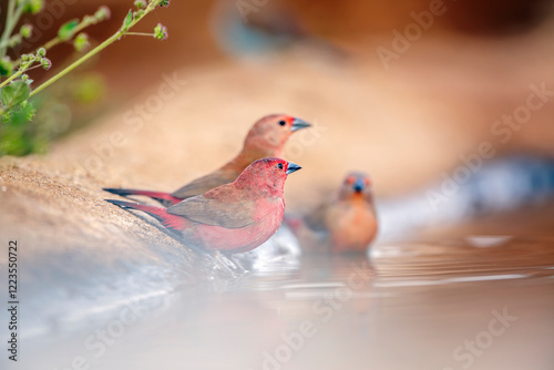 Trio of Jameson Firefinch male and female bathing in waterhole in Greater Kruger National park, South Africa ; Specie Lagonosticta rhodopareia family of Estrildidae photo