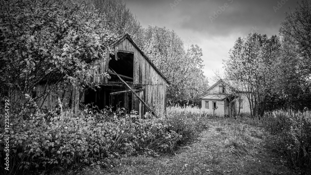 Bright black and White Picture of a old house and a barn in The forrest Bright black and White Picture of a old house and a barn in The forrest