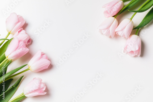 Light pink blooming tulips flowers over white background. Spring holiday banner, frame, border, happy easter card, mothers day, international womans day. Flat lay, top view, copy space