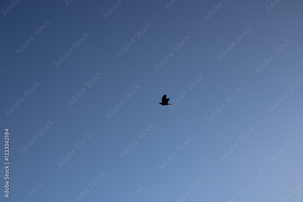 bird in flight bird in flight