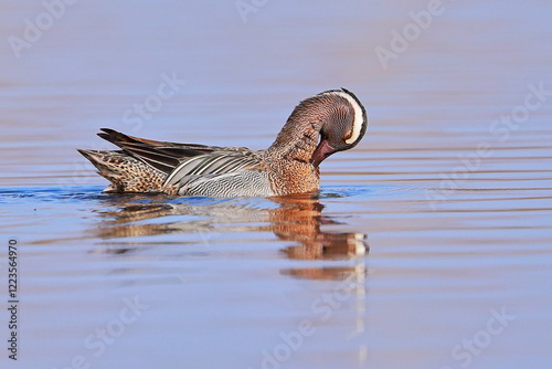 Garganey, Spatula querquedula, Czech republic