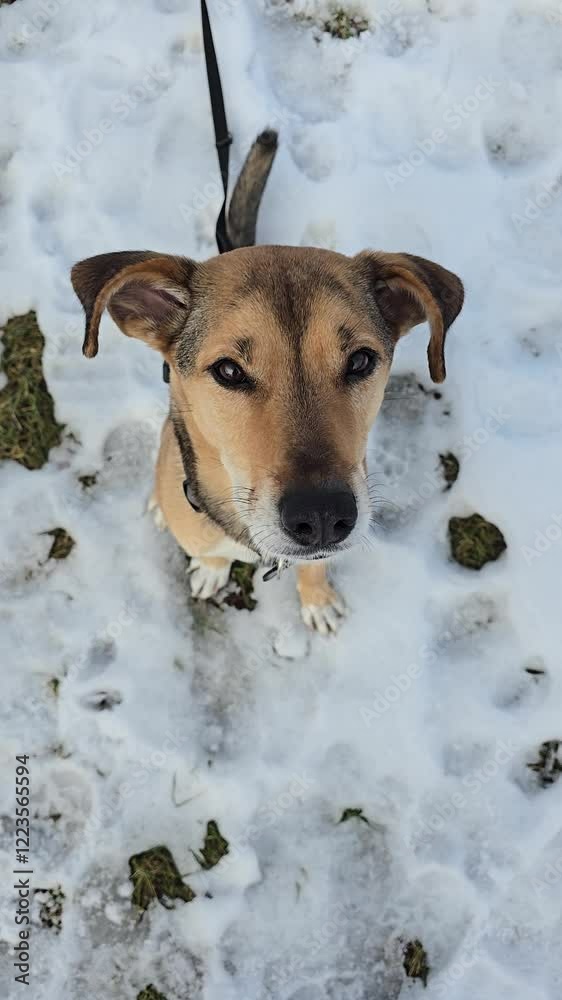Funny dog looking at the camera, top view. Cute mongrel friendly looks at owner, licks nose with tongue, sitting on snow covered grass on winter day. Portrait of charming pet. Personal perspective. Funny dog looking at the camera, top view. Cute mongrel friendly looks at owner, licks nose with tongue, sitting on snow covered grass on winter day. Portrait of charming pet. Personal perspective.
