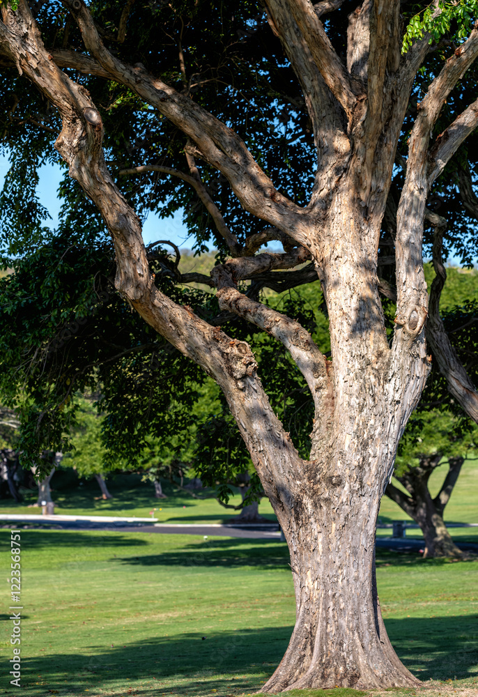 Background of a Tropical Hardwood Growing on a Green Lawn. Background of a Tropical Hardwood Growing on a Green Lawn.