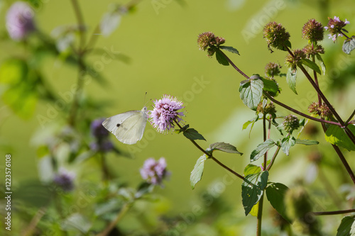 фотографія Meadow full of flowering mint, white butterfly on mint bloss, flower meadow and