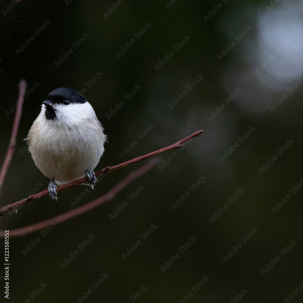 Naklejka premium Cute bird The willow tit