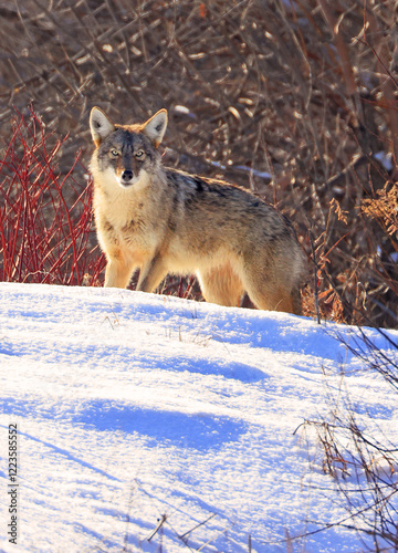 Beautiful photo of a wild coyote out in nature, Quebec, Canada
