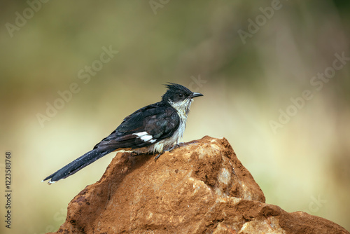 Pied Cuckoo standing on a rock after bath in Greater Kruger National park, South Africa ; Specie Clamator jacobinus family of Cuculidae photo