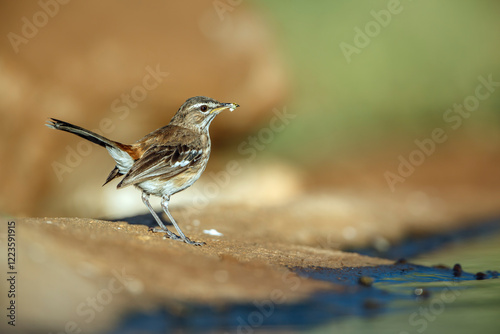 Red backed Scrub Robin standing along waterhole in morning light in Greater Kruger National park, South Africa; specie Cercotrichas leucophrys family of Musicapidae photo