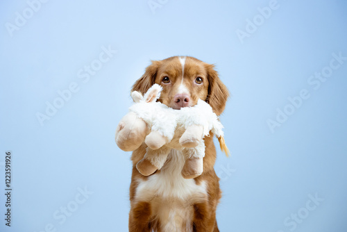 Retriever dog sitting and holding his ship plushy toy in the mouth, sweet, studio shot, blue background