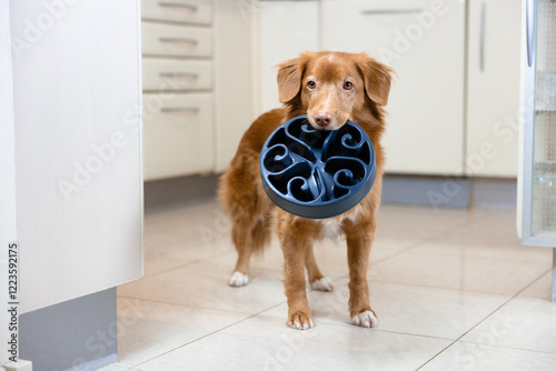 Retriever dog holding a slow bowl in it's mouth in the kitchen. Hungry dog wants food.