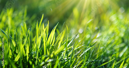 Bright green juicy grass on a blurry background. Soft focus.