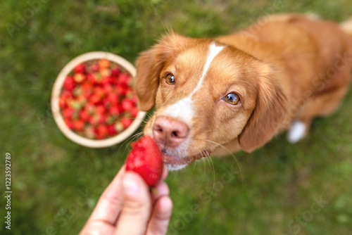 Human's hand giving a dog a strawberry. Heathy dog nutrition with fruits.