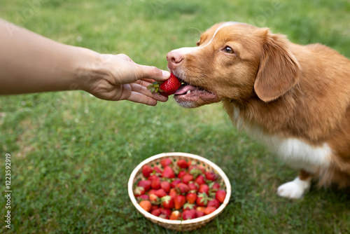 Nova Scotia duck tolling retriever dog eating a strawberry on a grass in summer. Human's hand giving a dog a strawberry