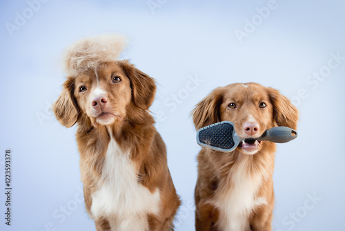 Two nova scotia duck tolling retriever dogs holding a brush in its mouth, groomer, grooming, dog shedding season