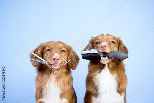 Nova scotia duck tolling retriever dogs holding a brush and scissors in their mouth, groomer, grooming, dog shedding season