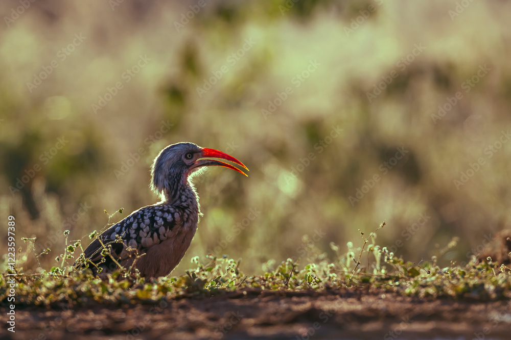 Fototapeta premium Southern Red billed Hornbill side view backlit in grass in Greater Kruger National park, South Africa ; Specie Tockus rufirostris family of Bucerotidae