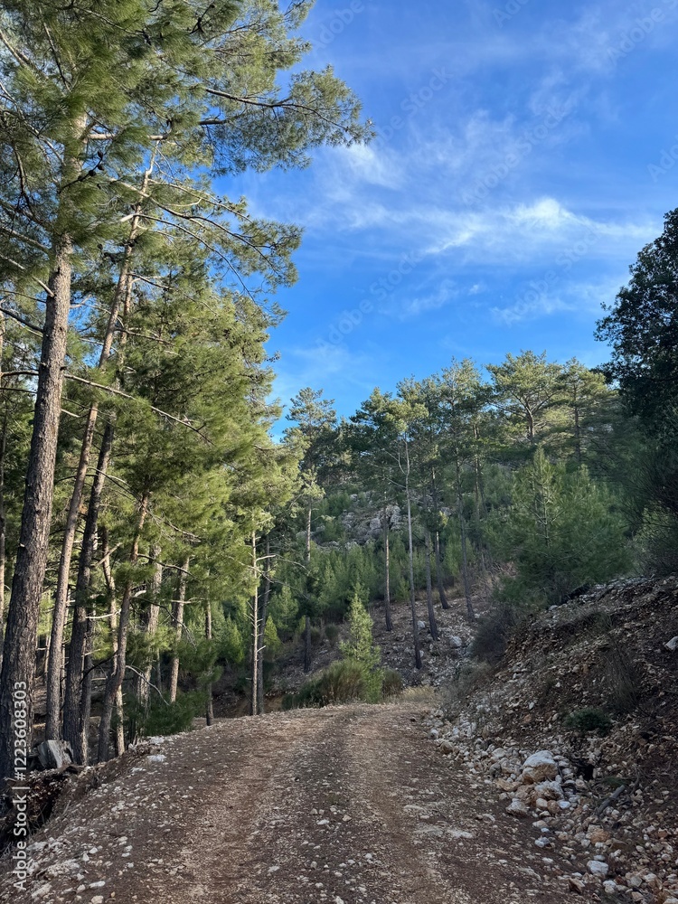 Fototapeta premium Scenic dirt road winding through lush pine forest under a clear blue sky in autumn