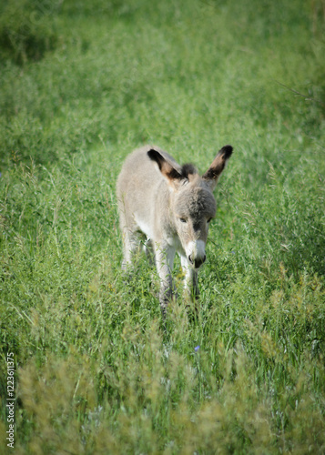 Wild baby burro walking through a meadow