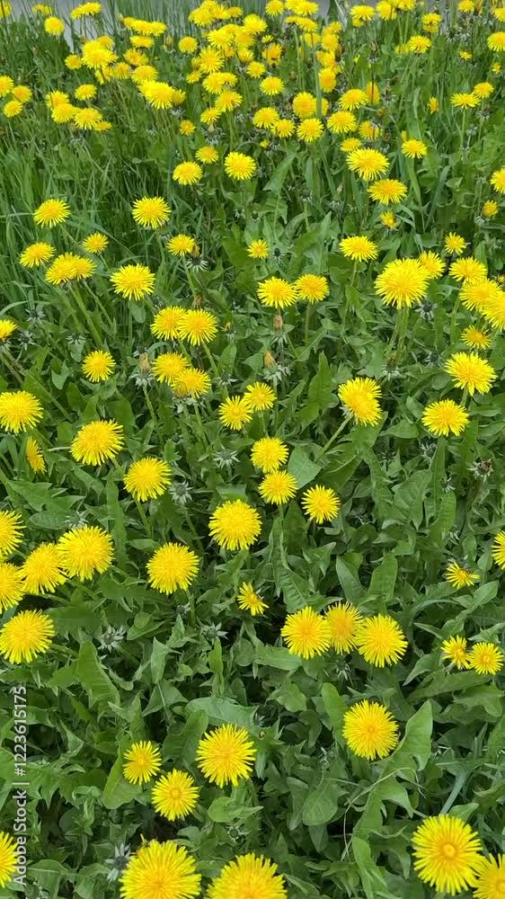 Beautiful yellow dandelions on a green meadow on a sunny spring day. It is snowing in fine flakes. Close-up Beautiful yellow dandelions on a green meadow on a sunny spring day. It is snowing in fine flakes. Close-up