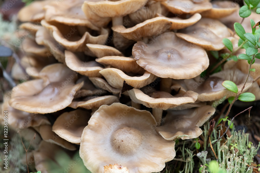 Armillaria mellea on an old stump, close-up Armillaria mellea on an old stump, close-up