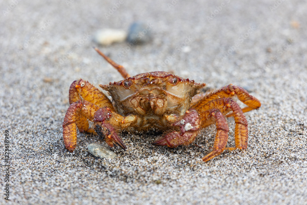 Big crab on the seashore. Close-up Big crab on the seashore. Close-up