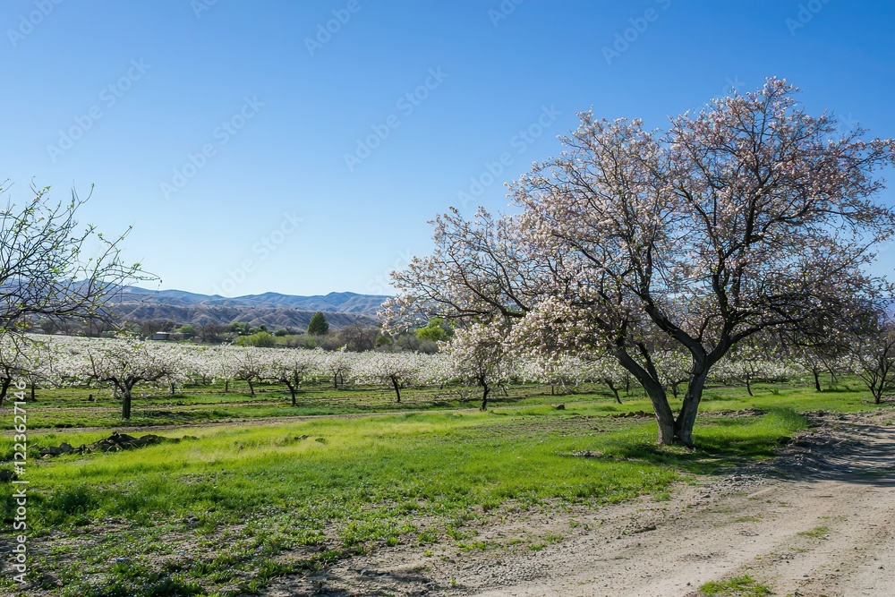 Almond Blossoms in Spring Almond trees in full bloom with soft pink and white blossoms under a clear blue sky Almond Blossoms in Spring Almond trees in full bloom with soft pink and white blossoms under a clear blue sky