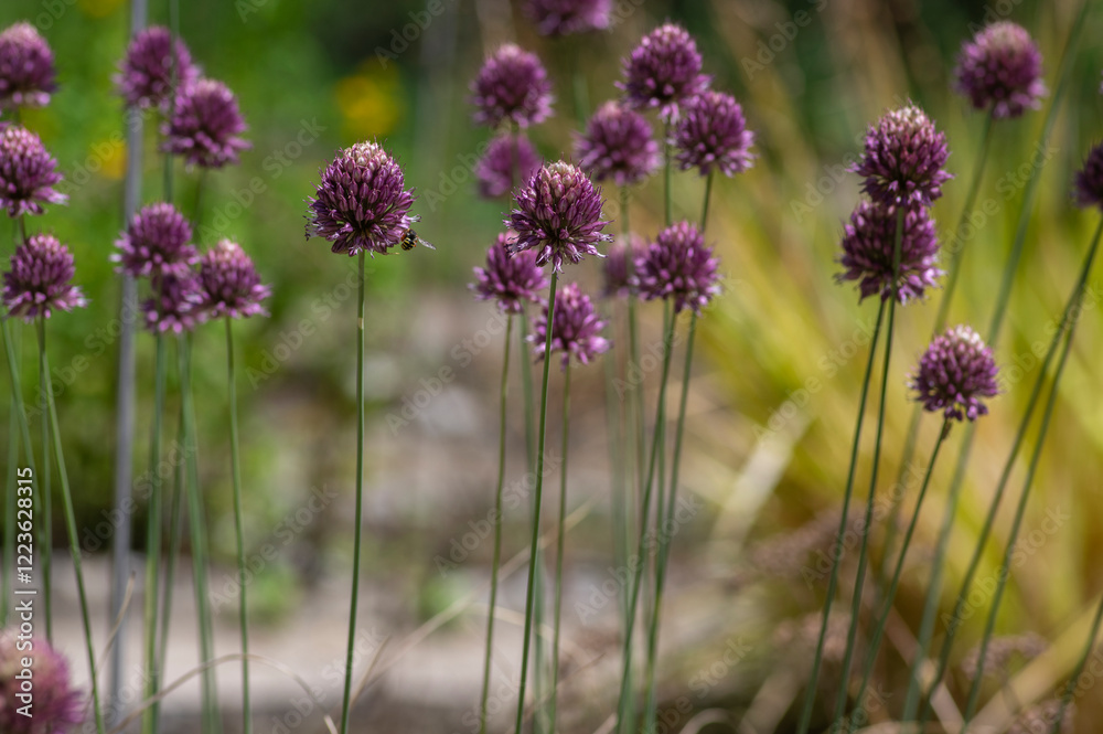 Allium Sphaerocephalon round headed garlic plant in bloom, purple bald head flowering ornamental onion