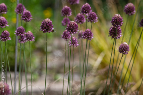 Obraz na płótnie Allium Sphaerocephalon round headed garlic plant in bloom, purple bald head flowering ornamental onion w salonie