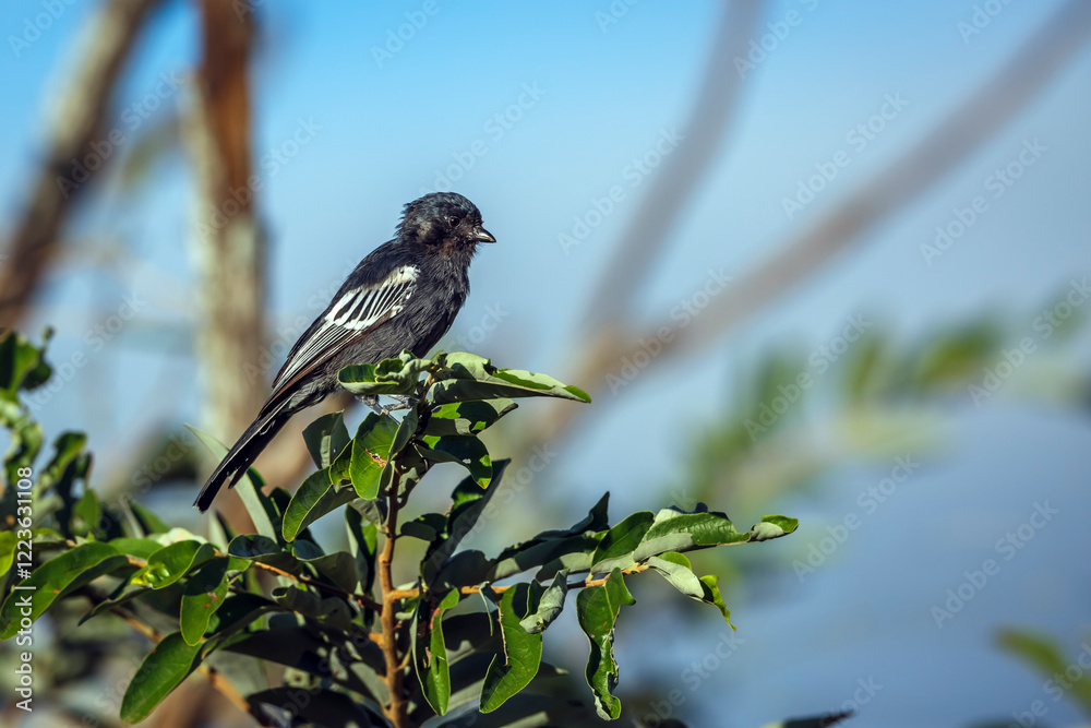 Obraz premium Southern black Tit standing on a shrub isolated in blue sky in Greater Kruger National park, South Africa ; Specie Melaniparus niger family of Paridae