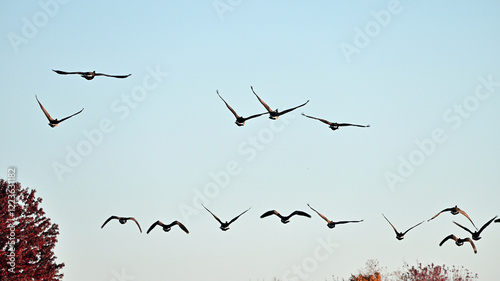 Canada Geese over the Trees