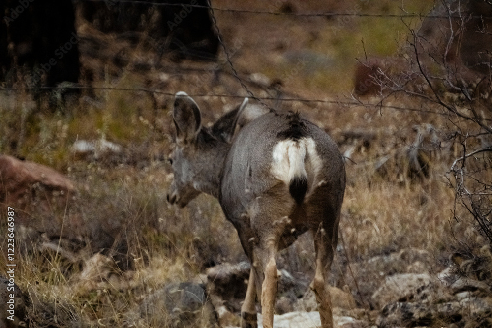 Mule Deer Walking Through A Thick Forest 2 Mule Deer Walking Through A Thick Forest 2
